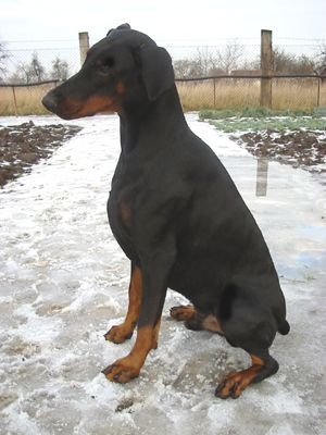Dobermann Hunde Foto 1661 Dobermann Arnold Halit Pasa (Gino Gomez del Citone x ICH Frezie Bohemia Gotika )