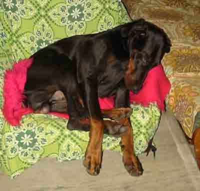 Dobermann Arnold Halit Pasa (Gino Gomez del Citone x ICH Frezie Bohemia Gotika ) 