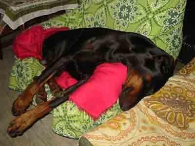 Dobermann Hunde Foto 1660 Dobermann Arnold Halit Pasa (Gino Gomez del Citone x ICH Frezie Bohemia Gotika )
