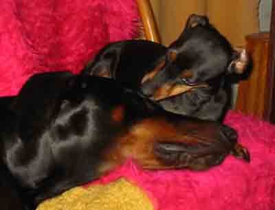 Dobermann Hunde Foto 1657 Dobermann Arnold Halit Pasa (Gino Gomez del Citone x ICH Frezie Bohemia Gotika )