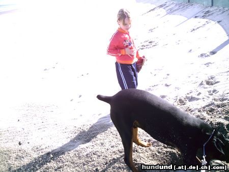Dobermann Hunde Foto 21835 Dobermann warte helf dir dabei