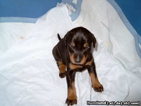 Dobermann Hunde Foto 10366 Dobermann Welpe 7 Hündin 3 Wochen alt