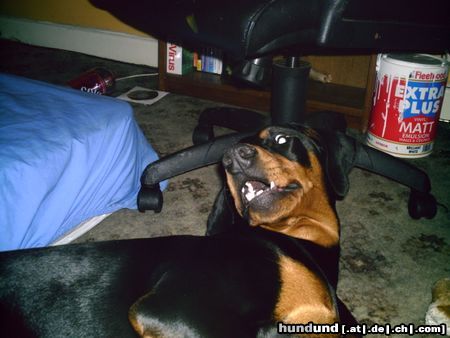 Dobermann Hunde Foto 21833 Dobermann what did you say