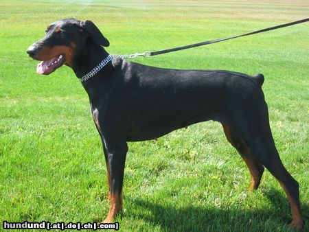 Dobermann Hunde Foto 14232 Dobermann Xynta Xierra z Helfstyna