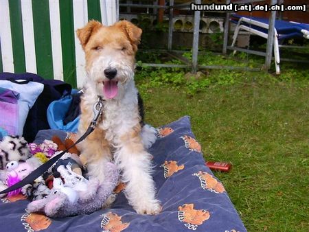 Foxterrier Drahthaar Hunde Foto 23567 in höherer Auflösung ansehen Foxterrier Drahthaar mein eigenes liegebret mit spielzeug am schonen klopeinersee das ist das ende !
