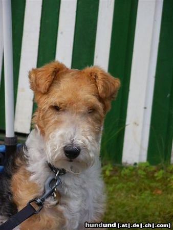 Foxterrier Drahthaar Hunde Foto 23569 in höherer Auflösung ansehen Foxterrier Drahthaar Ich finde mich eine schonheit !