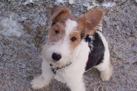 Foxterrier Drahthaar Hunde Foto 36282 in höherer Auflösung ansehen Foxterrier Drahthaar steh Öhrchen