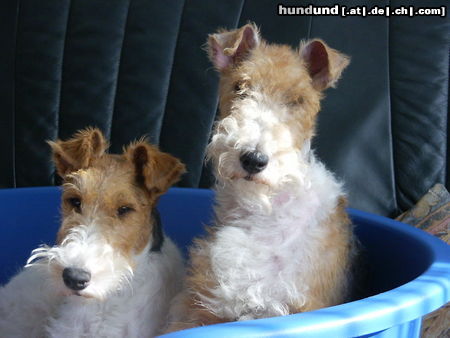 Foxterrier Drahthaar Hunde Foto 25929 in höherer Auflösung ansehen Foxterrier Drahthaar Mutter Timmie und Tochter Daisy .