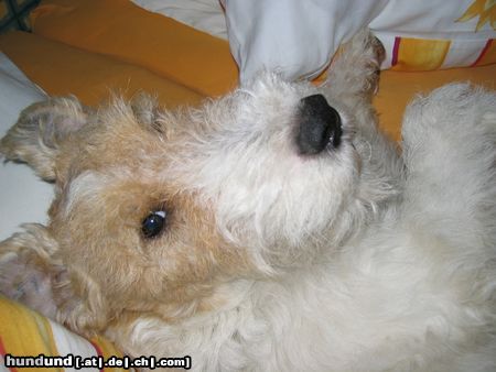 Foxterrier Drahthaar Hunde Foto 17527 in höherer Auflösung ansehen Foxterrier Drahthaar Auch im Wasserbett schläft ein Foxi hervorragend!!