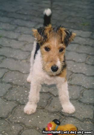 Foxterrier Drahthaar Hunde Foto 7501 Foxterrier Drahthaar Rocky mit 12 Wochen