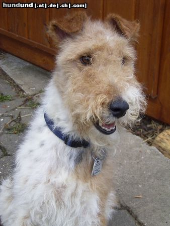 Foxterrier Drahthaar Hunde Foto 10082 Foxterrier Drahthaar Nach dem Trimmen im März 2004