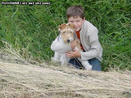 Foxterrier Drahthaar Hunde Foto 12765 Foxterrier Drahthaar Die besten Freunde