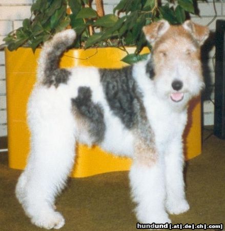 Foxterrier Drahthaar Hunde Foto 22537 in höherer Auflösung ansehen Foxterrier Drahthaar