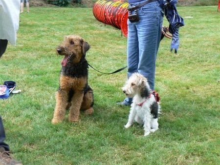 Foxterrier Drahthaar Hunde Foto 39525 Foxterrier Drahthaar Eine Airedale Terrier und Drahthaar Foxterrier zusammen !