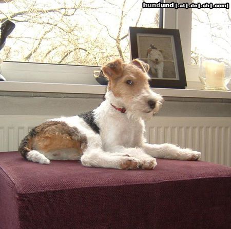 Foxterrier Drahthaar Hunde Foto 23247 in höherer Auflösung ansehen Foxterrier Drahthaar schon ist es auf diese welt zu sein