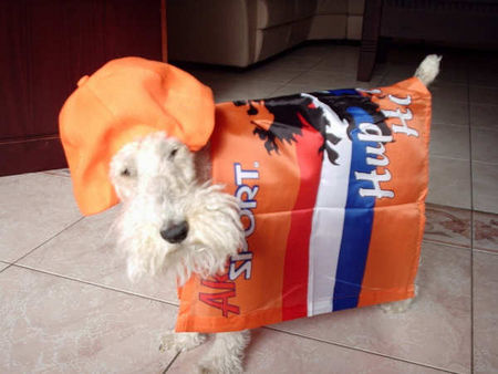 Foxterrier Drahthaar Hunde Foto 32061 Foxterrier Drahthaar Ich bin auf der WK eingesteld