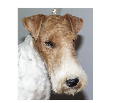 Foxterrier Drahthaar Hunde Foto 1771 Foxterrier Drahthaar Drahthaar Foxterrier
