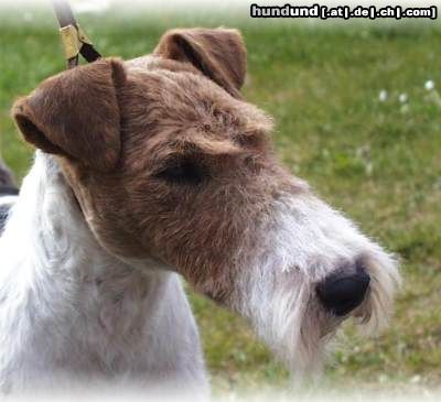 Foxterrier Drahthaar Hunde Foto 9668 Foxterrier Drahthaar Typischer Drahthaar Foxterrier Kopf