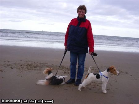 Foxterrier Drahthaar Hunde Foto 25849 Foxterrier Drahthaar Wir drei bei das grobe meer .