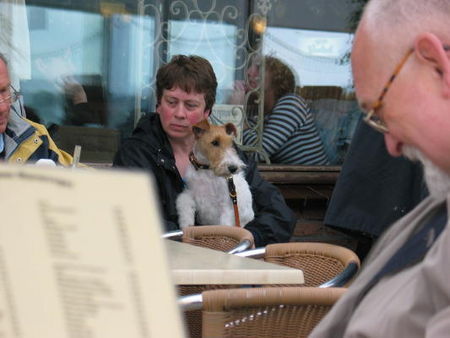 Foxterrier Drahthaar Hunde Foto 31638 Foxterrier Drahthaar wir beiden zusammen !