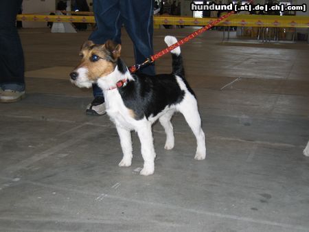 Foxterrier Drahthaar Hunde Foto 10161 Foxterrier Drahthaar Ein Foxi auf der CACIB Berlin!