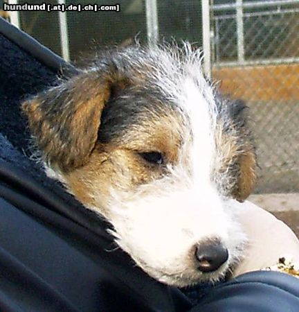 Foxterrier Drahthaar Hunde Foto 2940 Foxterrier Drahthaar 6 Wochen und so kalt ist es in der Welt
