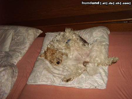 Foxterrier Drahthaar Hunde Foto 25301 Foxterrier Drahthaar bei Frauchen schläft es sich am besten
