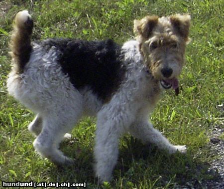 Foxterrier Drahthaar Hunde Foto 7684 Foxterrier Drahthaar Rocky im Sommer 2003