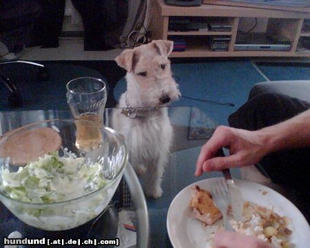 Foxterrier Drahthaar Hunde Foto 23005 in höherer Auflösung ansehen Foxterrier Drahthaar ich fresse für mein leben gern