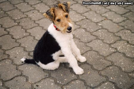 Foxterrier Drahthaar Hunde Foto 17980 in höherer Auflösung ansehen Foxterrier Drahthaar Klein... aber schon rotzfrech