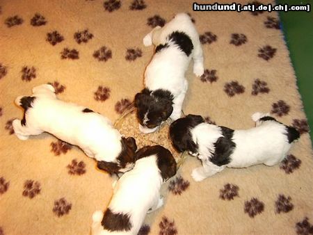 Foxterrier Drahthaar Hunde Foto 23242 Foxterrier Drahthaar zusammen essen dan smekt es sehr gut
