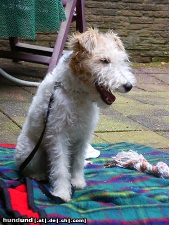 Foxterrier Drahthaar Hunde Foto 24392 Foxterrier Drahthaar Ich darf nicht in den walt hinein !