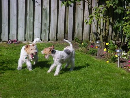 Foxterrier Drahthaar Hunde Foto 34042 Foxterrier Drahthaar Bruder uns Schwester Foxterrier.