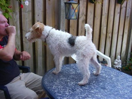 Foxterrier Drahthaar Hunde Foto 34043 Foxterrier Drahthaar wir beiden haben uns sehr gerne.