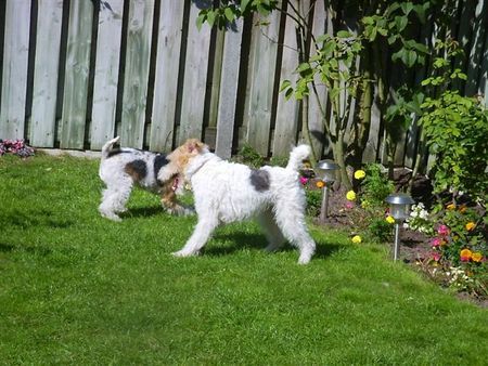 Foxterrier Drahthaar Hunde Foto 34044 Foxterrier Drahthaar Mutter uns Sohn !