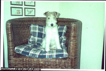 Foxterrier Drahthaar Hunde Foto 22752 Foxterrier Drahthaar Mein eigene stuhl daB ist schon