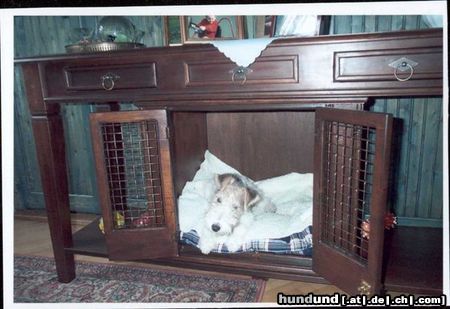 Foxterrier Drahthaar Hunde Foto 22753 Foxterrier Drahthaar Es ist sehr schon um hier zu schlafen
