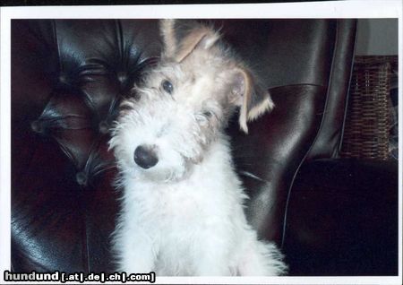 Foxterrier Drahthaar Hunde Foto 22697 Foxterrier Drahthaar Ich finde es schon so in die welt zu schauen