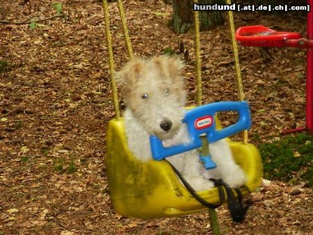 Foxterrier Drahthaar Hunde Foto 24288 Foxterrier Drahthaar Das finde ich das schonste was es gibt !