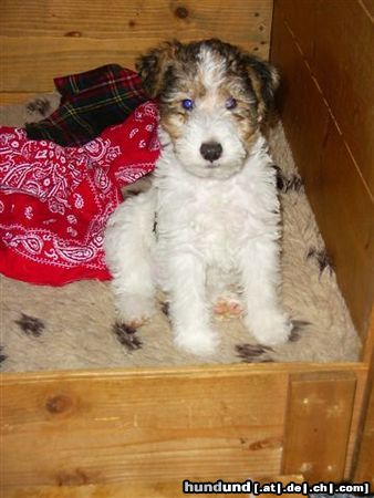 Foxterrier Drahthaar Hunde Foto 23738 Foxterrier Drahthaar Ich kan alles so gut anschauwen und warten bis ich was bekomme !