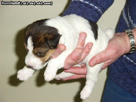 Foxterrier Drahthaar Hunde Foto 23817 in höherer Auflösung ansehen Foxterrier Drahthaar ich bin ganz klein und lieb !