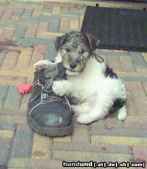 Foxterrier Drahthaar Hunde Foto 23605 in höherer Auflösung ansehen Foxterrier Drahthaar Das finde ich das schonste um hier mit zu spielen