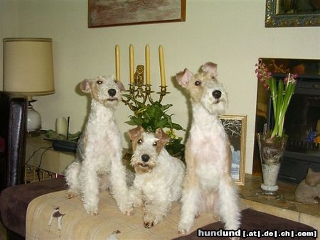 Foxterrier Drahthaar Hunde Foto 22698 Foxterrier Drahthaar drei generationen Foxterrier