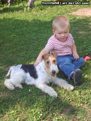 Foxterrier Drahthaar Hunde Foto 25557 in höherer Auflösung ansehen Foxterrier Drahthaar Zoe mit Sebastian