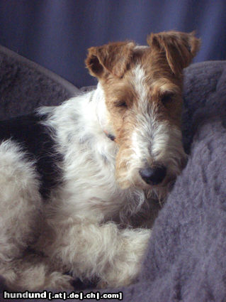 Foxterrier Drahthaar Hunde Foto 25558 in höherer Auflösung ansehen Foxterrier Drahthaar Zoe beim Louging