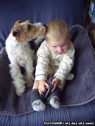 Foxterrier Drahthaar Hunde Foto 25563 in höherer Auflösung ansehen Foxterrier Drahthaar Bussi, Bussi - Zoe & Sebastian