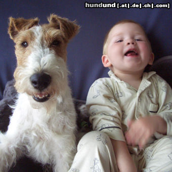 Foxterrier Drahthaar Hunde Foto 25565 in höherer Auflösung ansehen Foxterrier Drahthaar Happy hour - Zoe & Sebastian