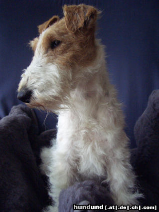 Foxterrier Drahthaar Hunde Foto 25564 in höherer Auflösung ansehen Foxterrier Drahthaar Ein echter Foxl - Zoe v. Schloß Eidendorf