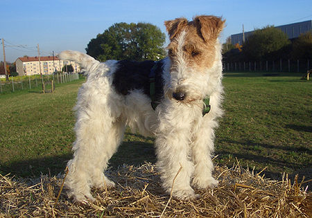Foxterrier Drahthaar Hunde Foto 28217 in höherer Auflösung ansehen Foxterrier Drahthaar Zoe die Musterschülerin in der Hundeschule