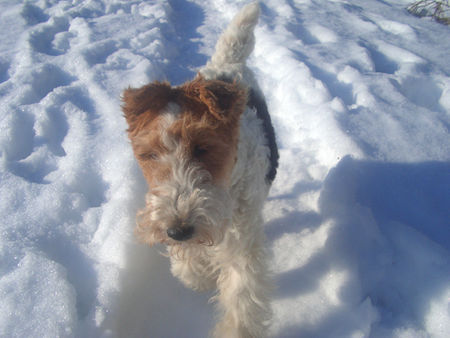 Foxterrier Drahthaar Hunde Foto 28215 in höherer Auflösung ansehen Foxterrier Drahthaar Zoe im Schnee - Juheeeeee!